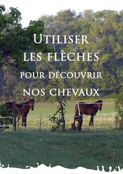 chevaux de mérens