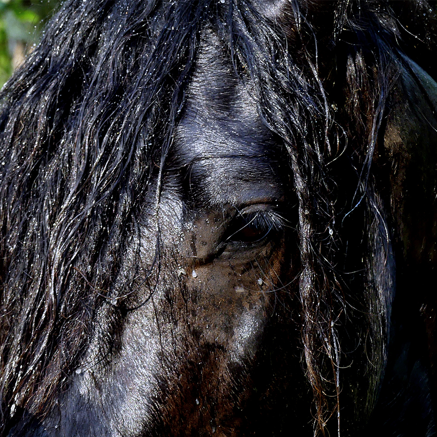 Mérens Cheval Noir Oeil