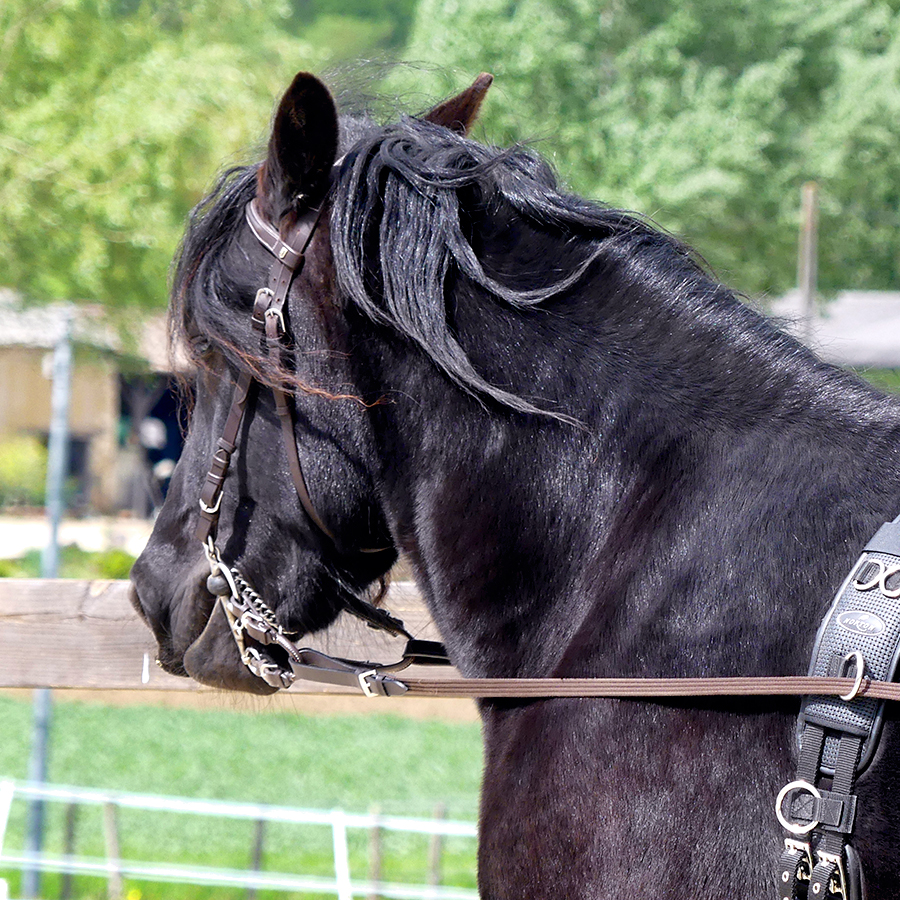 Mérens cheval noir