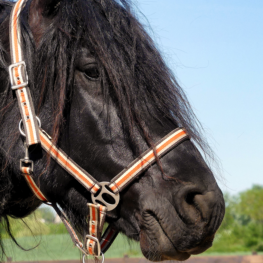 Mérens Cheval Noir Tête