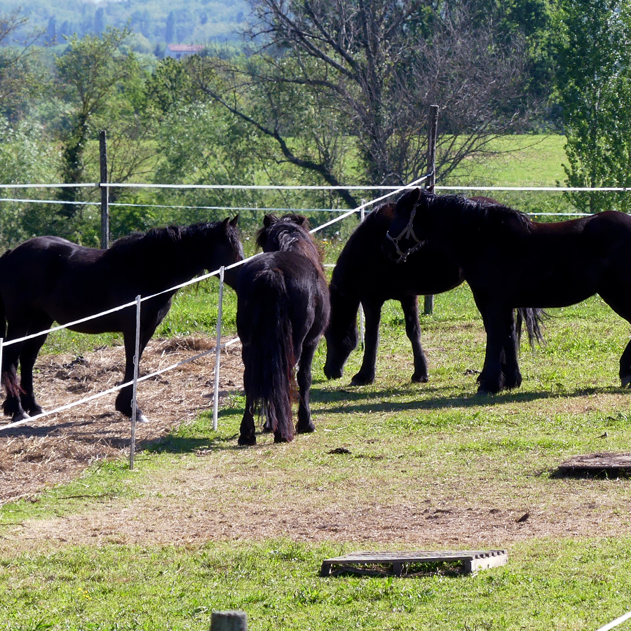 Mérens Chevaux Noirs